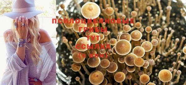 спиды Богданович
